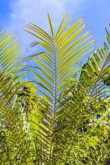A palm plant with blue sky background