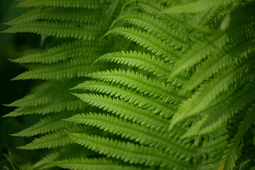 fern leaves