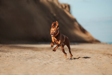 Happy dog running Vizsla on the seashore summer 