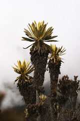 Trio de frailejones 