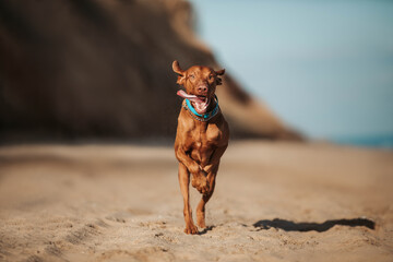 Happy dog running Vizsla on the seashore summer 