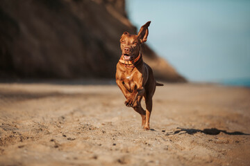 Happy dog running Vizsla on the seashore summer 
