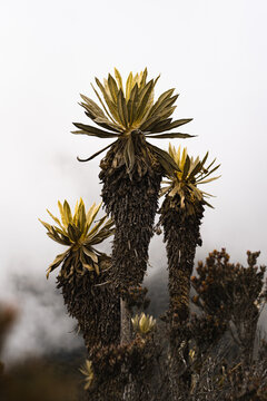 Trio de frailejones 