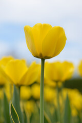 yellow tulips against sky