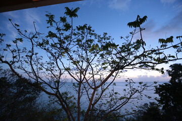 silhouette of a tree
