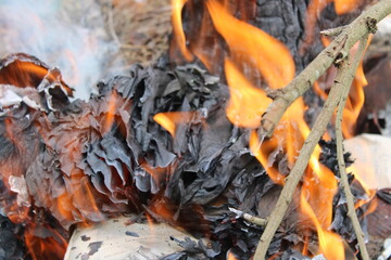 fuego destruyendo una hoja de papel sobre la hierva seca en un arbol 
