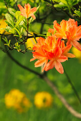 Blooming orange flowers on the tree 