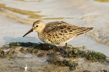 Bird with a long beak by the lake