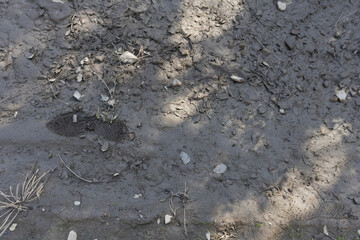 Human footprint in the mud