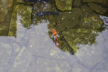 The lonely Koi