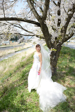 満開の桜　桜の背景　ウエディング　日本人の花嫁のポートレート　新婦　結婚式前撮り写真