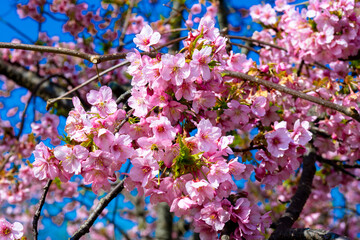 豊前の河津桜