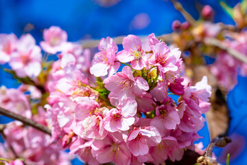 豊前の河津桜