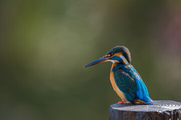 Fototapeta premium close up of kingfisher on branch