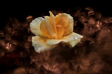 a beautiful yellow spring rose