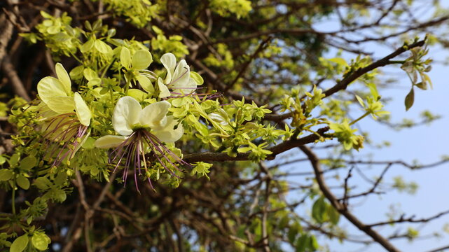 Flowers of Sacred barnar tree. Caper tree, Sacred garlic pear, Temple plant (Crateva adansonii DC.) A herbaceous plant with white-green flowers. On the blue sky background. Selective focus