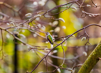 Beautiful Anna's hummingbird (Calypte anna) perching on branch sunny late winter day