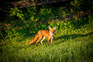 fox photography