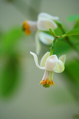 Close-up view of a fragrant white and yellow flower of a lemon tree
