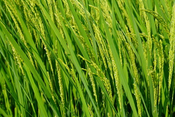 Fototapeta na wymiar 夏の稲穂（クローズアップ）/Close up of the summer paddy field in Miyagi, Japan.