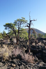 tree in the mountains