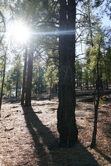 sun rays in the forest