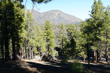 trees in the mountains