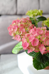 Delicate green and pink Hydrangea inflorescences. house plant on a table near the sofa. Blossoming Hydrangea, beautiful gentle flowers. summer season. Flowering hortensia plant with leaves. 