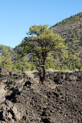 tree in the desert