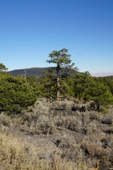 tree in the mountains