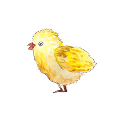 Watercolor drawing yellow chicken isolated on white background