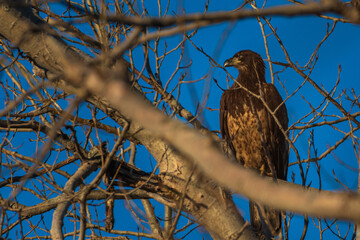 Bald eagle in the morning light 