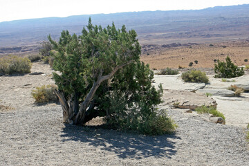 joshua tree national park
