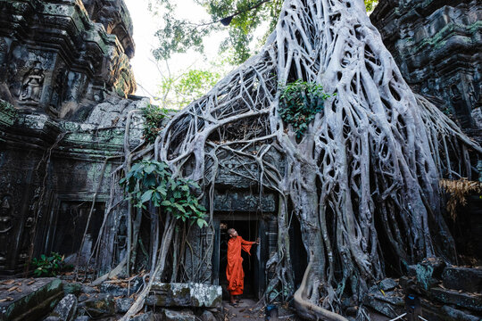 Buddhist monk under famous tree root temple, Angkor, Cambodia