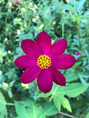 pink and white dahlia