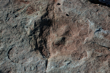 Dinosaur Tracks Moab Ut