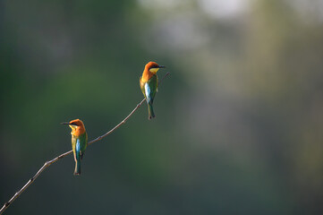 Chestnut-headed Bee-eater perched on a branch