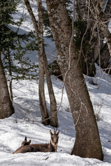 Chamois in the snowy forest with baby