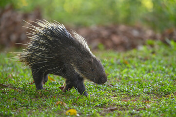 Himalayan porcupine or  Large porcupine in the wild