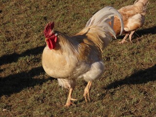 White free range rooster in green grass, close up portrait