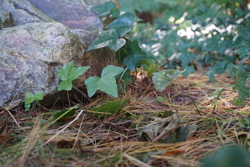 Vine growing on the forest floor with rock