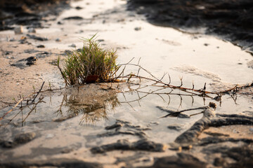 Small creeping plant growing on the beach sand and salt water around it. Iriomote Island.