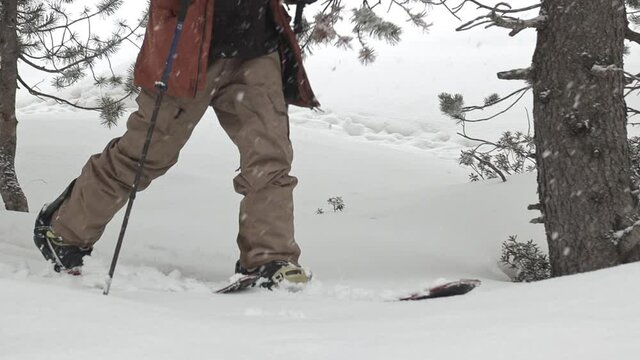 Closed frame in slowmotion of a snowboarder going up through a forest with his splitboard while it snows.