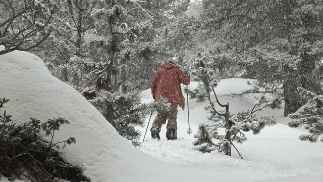 Slowmotion of a snowboarder going up in the middle of a forest with his splitboard while it snows.
