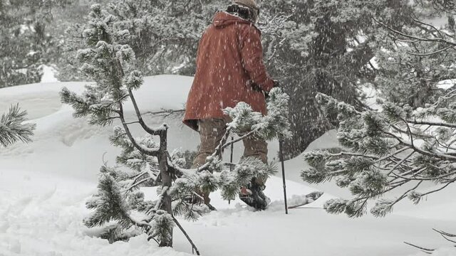 Slow motion of a snowboard climbing behind some trees in a forest with his splitboard while it snows.