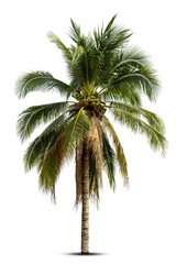Obraz premium Coconut palm tree isolated on white background.