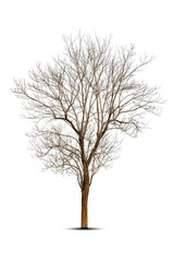 Dead tree isolated on a white background, clipping  path.