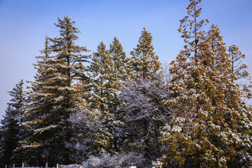 Winter Mountain Forest Landscape, California