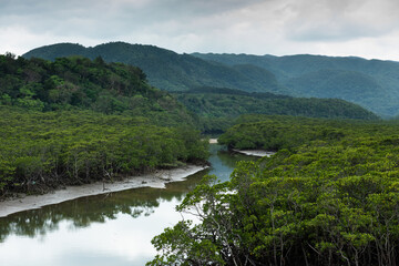 Fototapeta na wymiar Mangrove along the Goyoshi River with beautiful mountains in the background, Iriomote Island, Yaeyama.