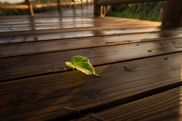A green leaf emerging between the boards wet with the dew of a wooden floor and  illuminated by the morning sun. Iriomote Island.